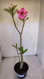 Planta Simples 3000 – 35cm – 03 anos - Imagem 2