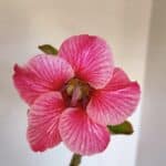 Planta Simples 3000 – 35cm – 03 anos