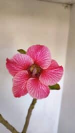 Planta Simples 3000 – 35cm – 03 anos