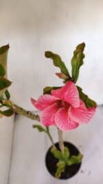 Planta Simples 3000 – 35cm – 03 anos - Imagem 4