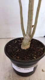 Planta Simples 3000 – 35cm – 03 anos - Imagem 6