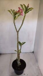 Planta Simples 3000 – 35cm – 03 anos - Imagem 5