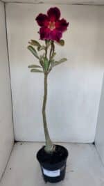 Planta Simples 3001 – 35cm – 03 anos - Imagem 2