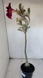 Planta Simples 3001 – 35cm – 03 anos - Imagem 6