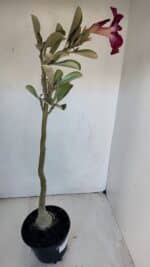 Planta Simples 3001 – 35cm – 03 anos - Imagem 5
