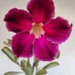 Planta Simples 3001 – 35cm – 03 anos