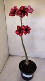 Planta Simples 3002 – 30cm – 02 anos - Imagem 2