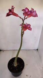 Planta Simples 3002 – 30cm – 02 anos - Imagem 6