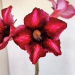 Planta Simples 3002 – 30cm – 02 anos