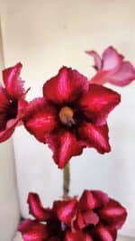 Planta Simples 3002 – 30cm – 02 anos