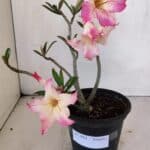 Planta Simples 3003 – 30cm – 02 anos