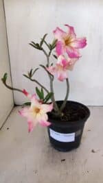 Planta Simples 3003 – 30cm – 02 anos