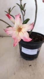 Planta Simples 3003 – 30cm – 02 anos - Imagem 4