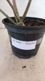 Planta Simples 3003 – 30cm – 02 anos - Imagem 8