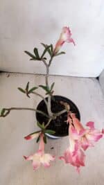 Planta Simples 3003 – 30cm – 02 anos - Imagem 7