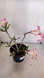 Planta Simples 3003 – 30cm – 02 anos - Imagem 6