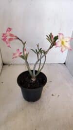 Planta Simples 3003 – 30cm – 02 anos - Imagem 5