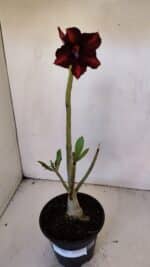 Planta Simples 3004 – 30cm – 02 anos - Imagem 2