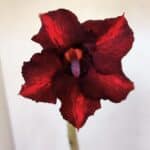 Planta Simples 3004 – 30cm – 02 anos