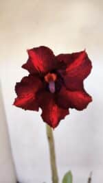 Planta Simples 3004 – 30cm – 02 anos