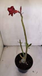 Planta Simples 3004 – 30cm – 02 anos - Imagem 5