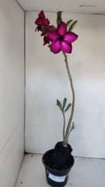 Planta Simples 3005 – 40cm – 03 anos - Imagem 2