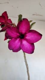 Planta Simples 3005 – 40cm – 03 anos