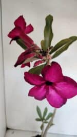 Planta Simples 3005 – 40cm – 03 anos - Imagem 5