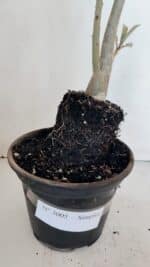 Planta Simples 3005 – 40cm – 03 anos - Imagem 7