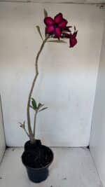 Planta Simples 3005 – 40cm – 03 anos - Imagem 6