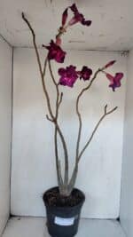 Planta Simples 3006 – 60cm – 04 anos - Imagem 2