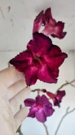 Planta Simples 3006 – 60cm – 04 anos - Imagem 3