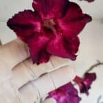 Planta Simples 3006 – 60cm – 04 anos