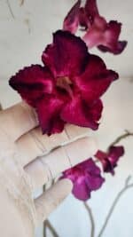 Planta Simples 3006 – 60cm – 04 anos