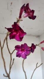 Planta Simples 3006 – 60cm – 04 anos - Imagem 5