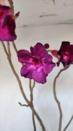 Planta Simples 3006 – 60cm – 04 anos - Imagem 4