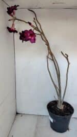 Planta Simples 3006 – 60cm – 04 anos - Imagem 9