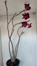 Planta Simples 3006 – 60cm – 04 anos - Imagem 6