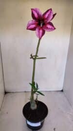 Planta Simples 3008 – 35cm – 03 anos - Imagem 2