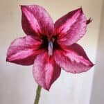 Planta Simples 3008 – 35cm – 03 anos