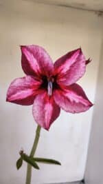 Planta Simples 3008 – 35cm – 03 anos