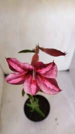 Planta Simples 3008 – 35cm – 03 anos - Imagem 4