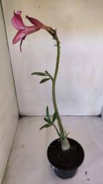 Planta Simples 3008 – 35cm – 03 anos - Imagem 5