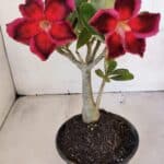 Planta Simples 3010 – 30cm – 02 anos