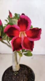 Planta Simples 3010 – 30cm – 02 anos - Imagem 8