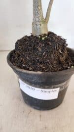 Planta Simples 3010 – 30cm – 02 anos - Imagem 5