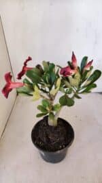 Planta Simples 3010 – 30cm – 02 anos - Imagem 4