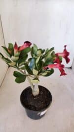 Planta Simples 3010 – 30cm – 02 anos - Imagem 3