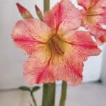 Planta Simples 3011 – 35cm – 03 anos