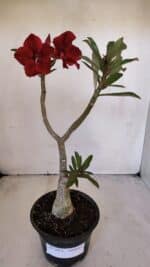 Planta Simples 3012 – 35cm – 03 anos - Imagem 2